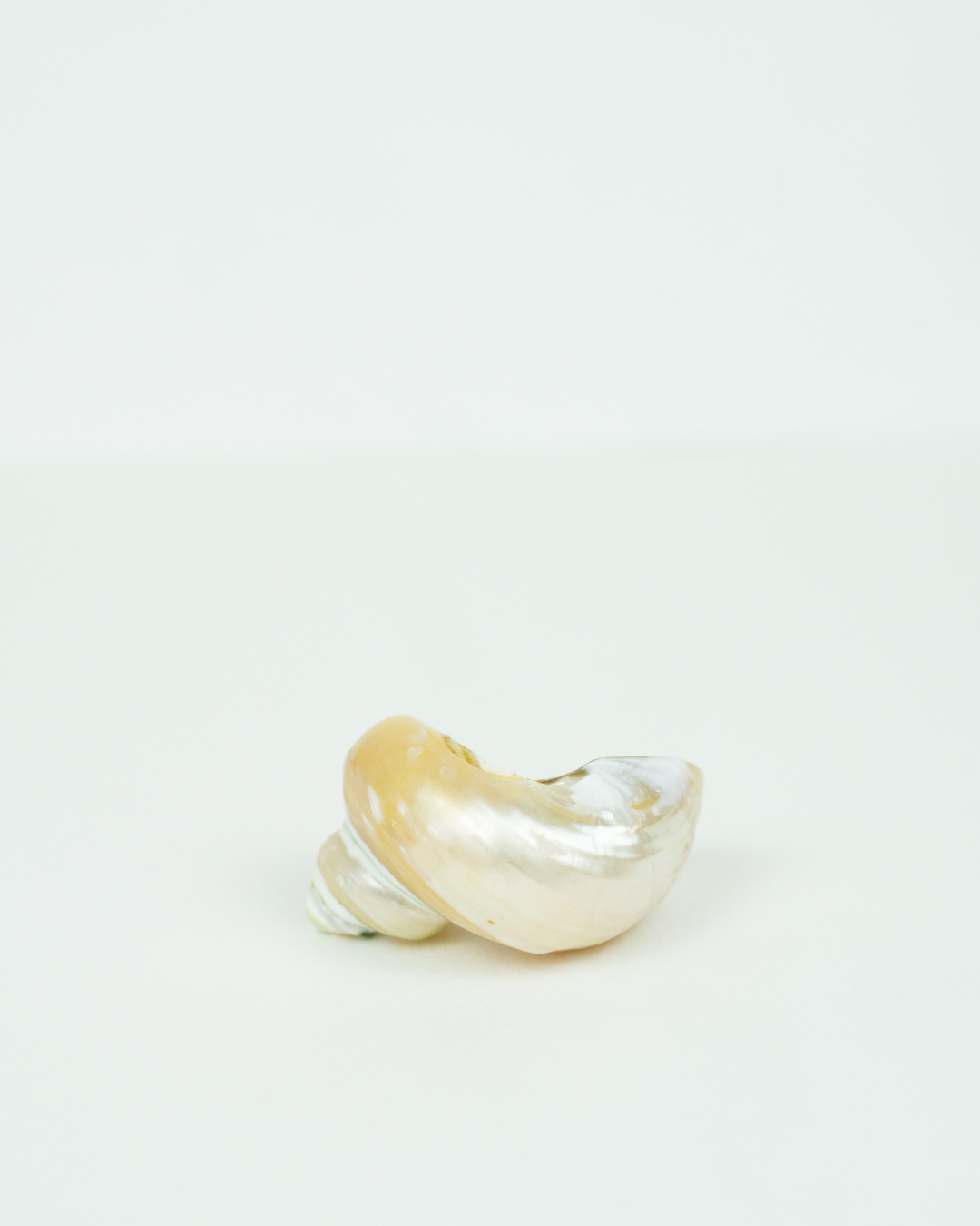 Organic shell charm